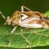 lygus hesperus