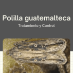 polilla guatemalteca