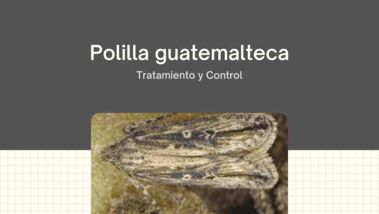 polilla guatemalteca