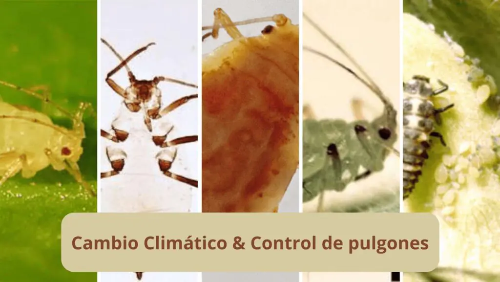 ¿Por qué es más difícil el control de pulgones?