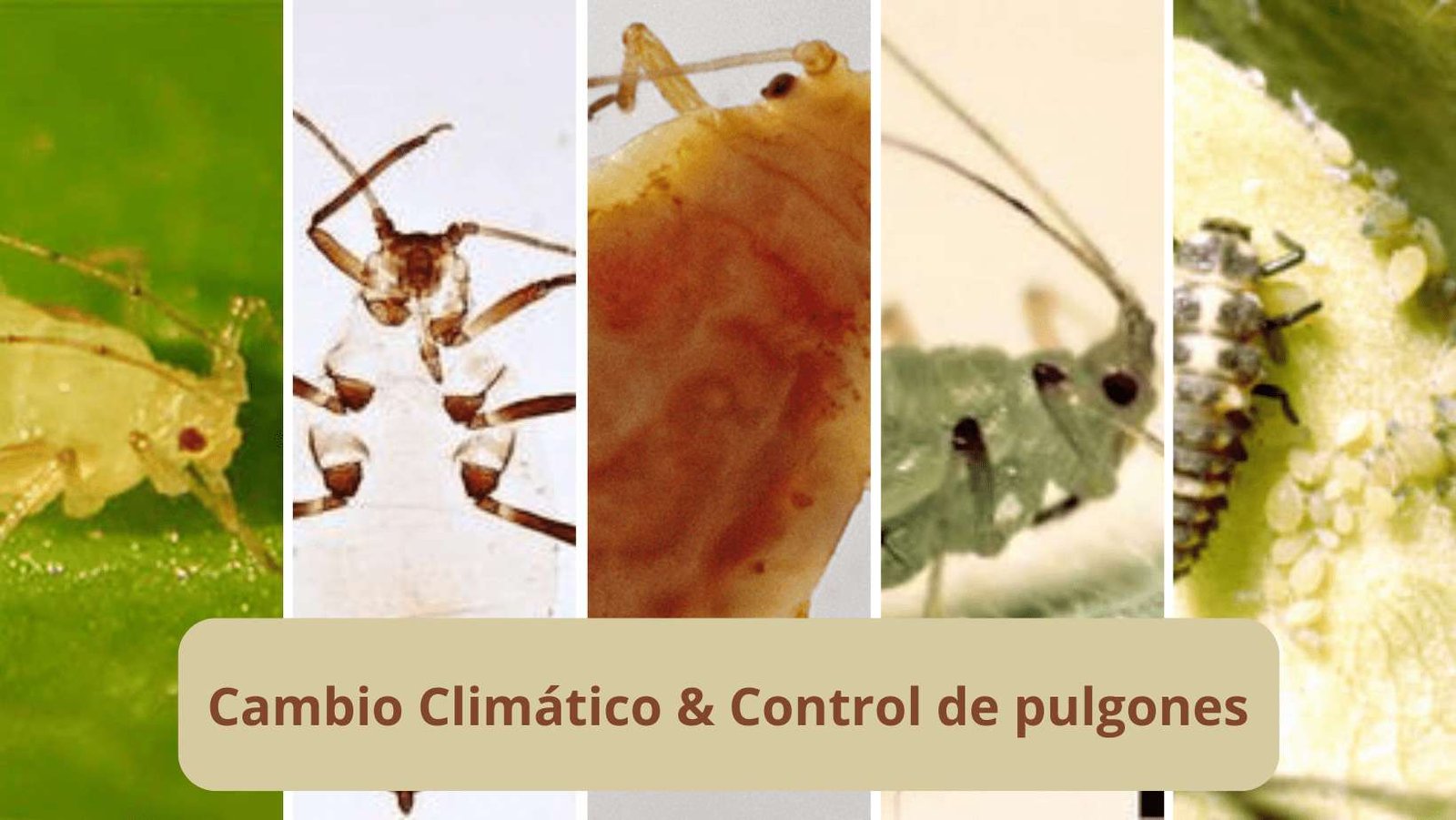 ¿Por qué es más difícil el control de pulgones?