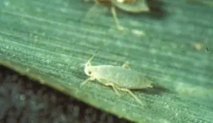 Diuraphis noxia