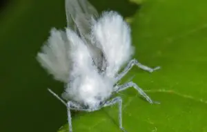eriosoma lanigerum