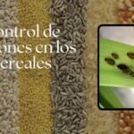 control de pulgones en cereales