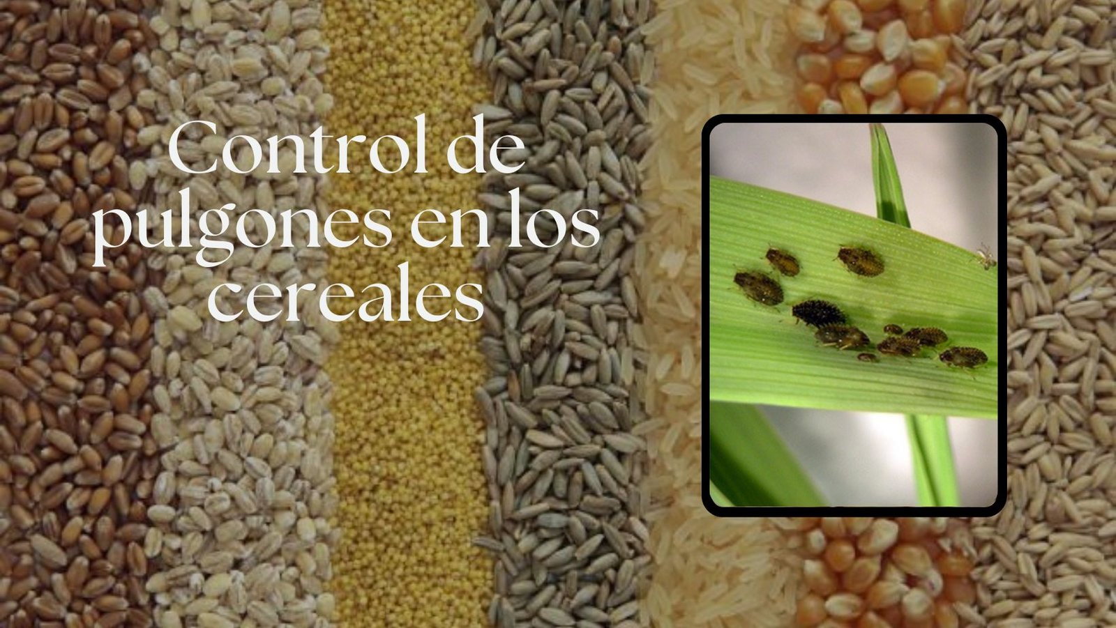 control de pulgones en cereales