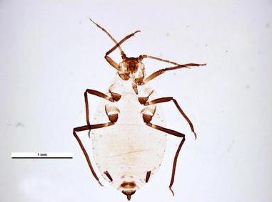 Rhopalosiphum maidis