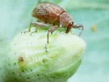 daños picudo del algodón
