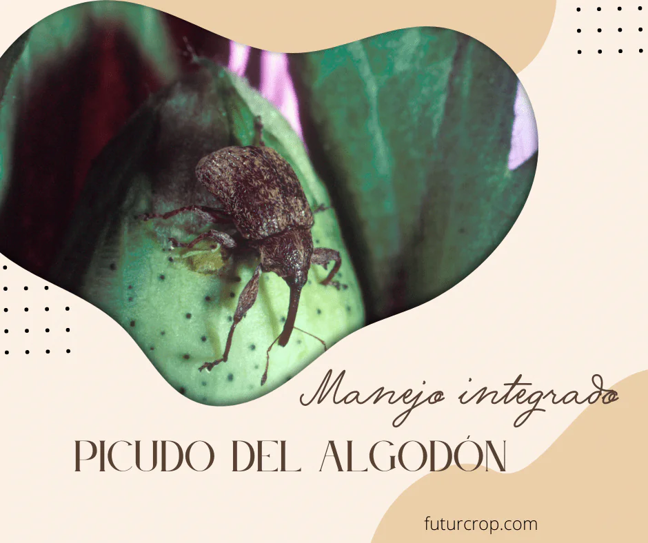 Manejo integrado del picudo del algodón