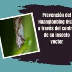 greening de los cítricos hlb