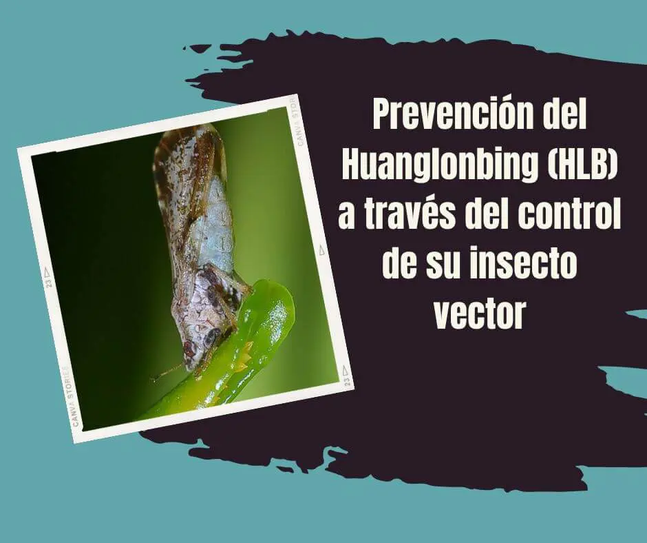 greening de los cítricos hlb