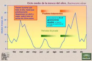 Ciclo de vida bactrocera oleae