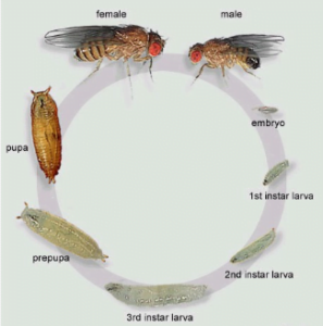 Ciclo de vida de Drosophila suzukii.