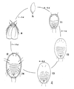 Ciclo biologico Trialeurodes vaporariorum