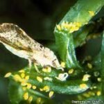diaphorina citri
