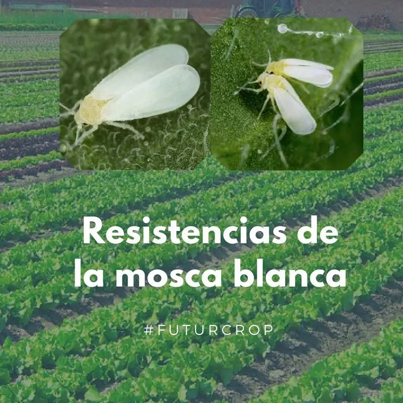 El efecto del uso indiscriminado de determinados pesticidas en los rebrotes de mosca blanca del tabaco