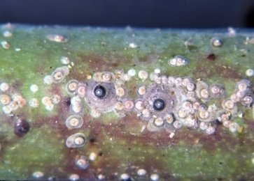 Quadraspidiotus perniciosus