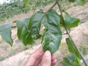 Daños Liriomyza spp