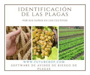 Identificación de plagas por daños en los cultivos