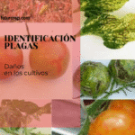 identificación de plagas por los daños