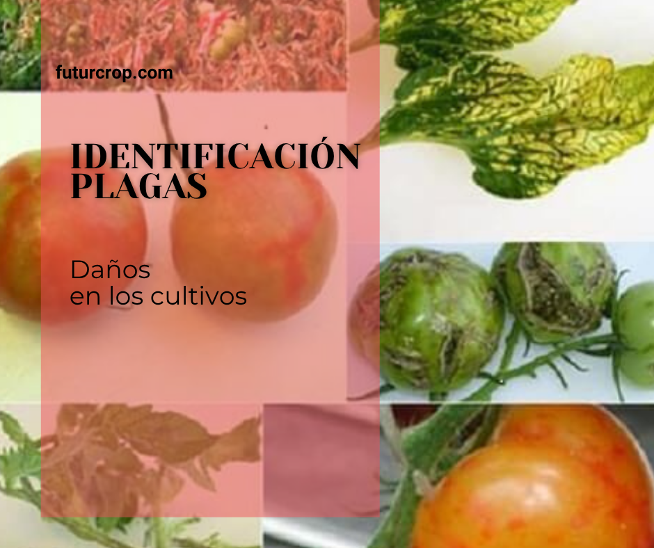 identificación de plagas por los daños