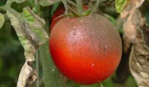 mosca blanca en tomates