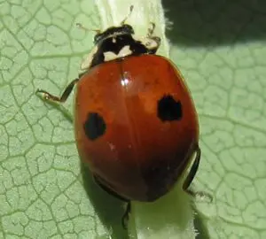 adalia bipunctata
