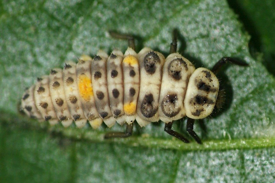 larva adalia decempuntaata