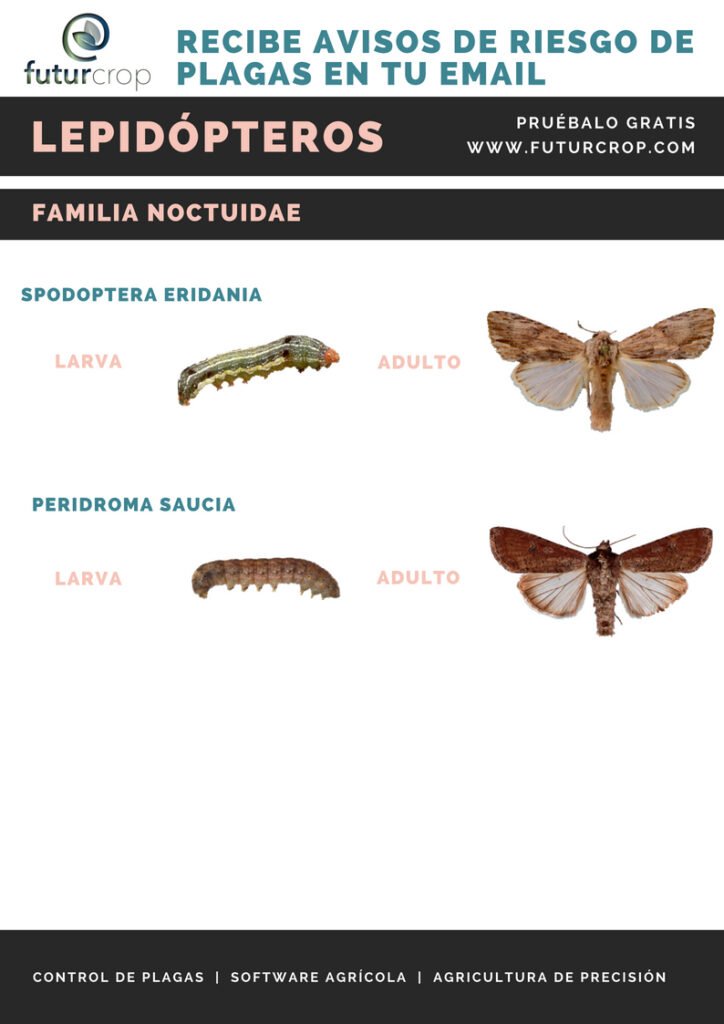 larvas de lepidopteros