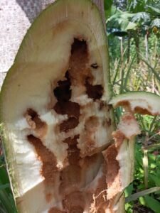 Rhyncophorus palmarum planta papaya
