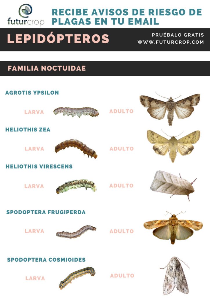 larvas de lepidopteros