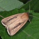 sesamia nonagrioides