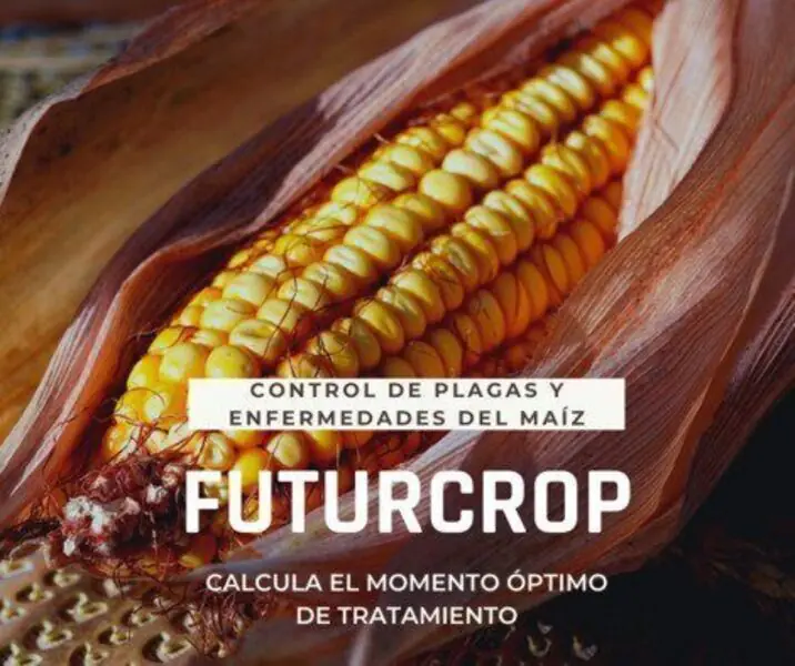 plagas y enfermedades del maíz