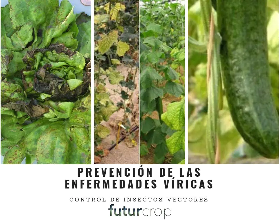 prevención de enfermedades víricas