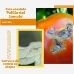 control de tuta absoluta