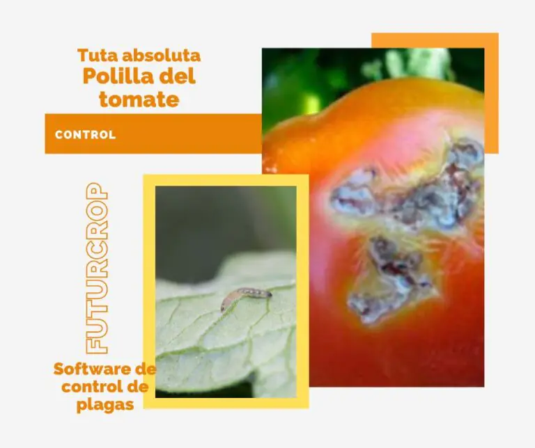 control de tuta absoluta