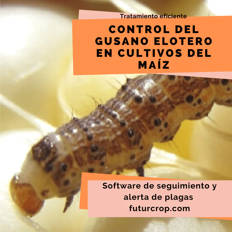 control del gusano elotero