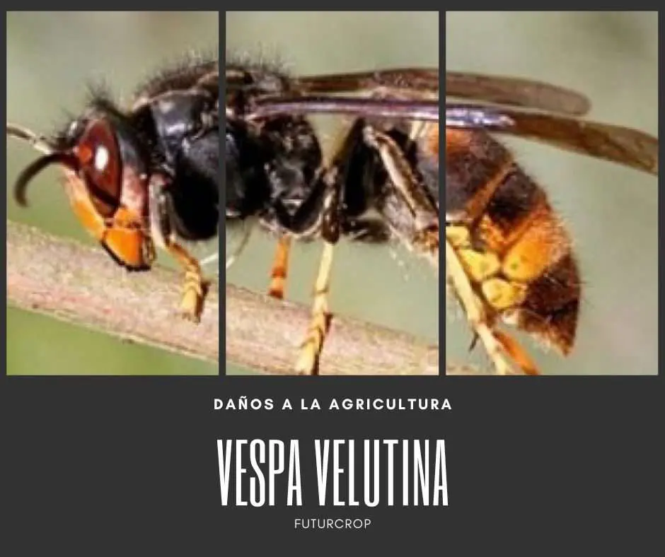 VESPA VELUTINA