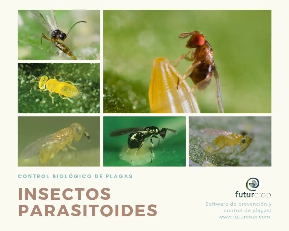 Control biológico de plagas mediante parasitoides