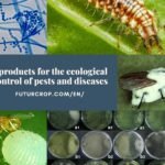control ecológico de plagas y enfermedades