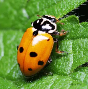Adonia variegata