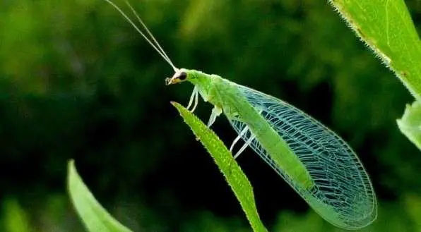 Chrysoperla carnea