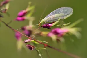 Chrysoperla carnea. Adulto