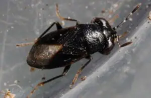 Geocoris uliginosis