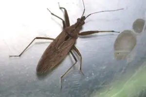 Nabis ferus