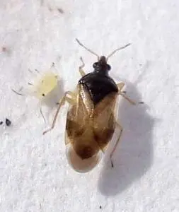 Orius laevigatus