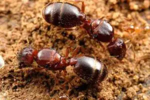 Pheidole megacephala
