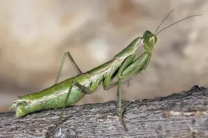 Pseudoyersinia paui