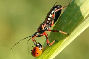 Rhynocoris iracundus