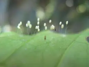 Chrysopa carnea huevos