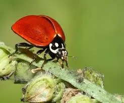 cycloneda sanguinea